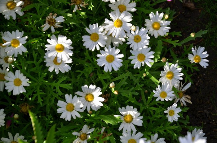 Argyranthemum frutescens 'Polly'